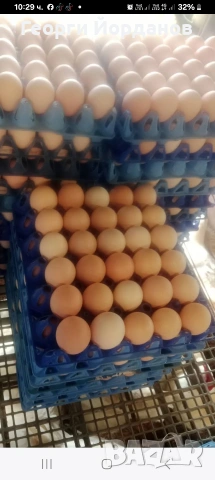 продавам кокошки носачки ломан браун , снимка 2 - Кокошки и пуйки - 53643398