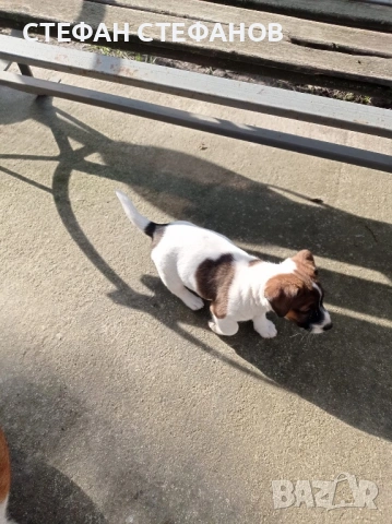 Джак Ръсел , снимка 3 - Джак ръсел териер - 52917744