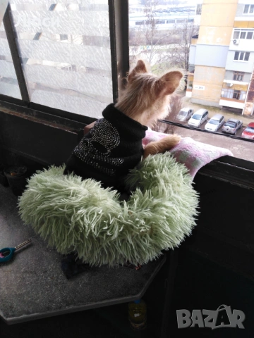 Спешно подарявам Норфлорски териер на 4 месеца и, снимка 2 - Йоркширски териер - 53645056