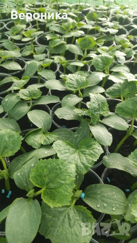 Предлагам разсад красивици , тиквички,диня , пъпеши , снимка 2 - Разсади - 54238563