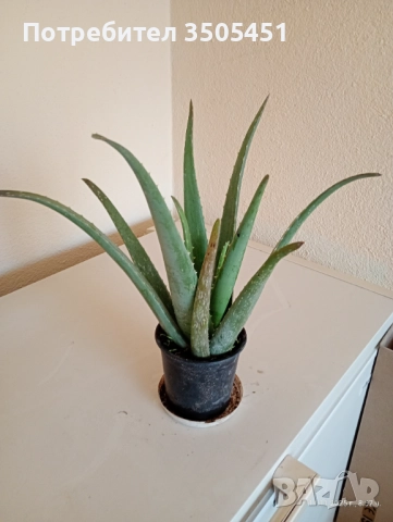 Лечебно алое вера , снимка 4 - Стайни растения - 52409374