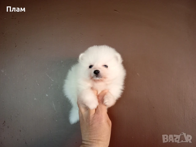 Бели мъжки Померани 