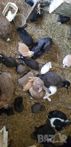 Продавам зайци, снимка 2 - Други животни - 49109783