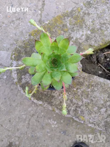 Продавам семпервивум 