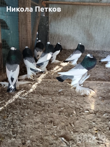 Седлати болани 