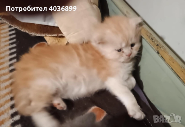 Персийски котета , снимка 3 - Персийска - 53608061