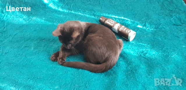 Коте, котка мъжка, снимка 4 - Други - 51740484