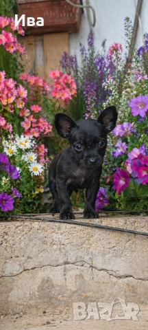 Чистокръвни мини пинчери мъжки с ваксина