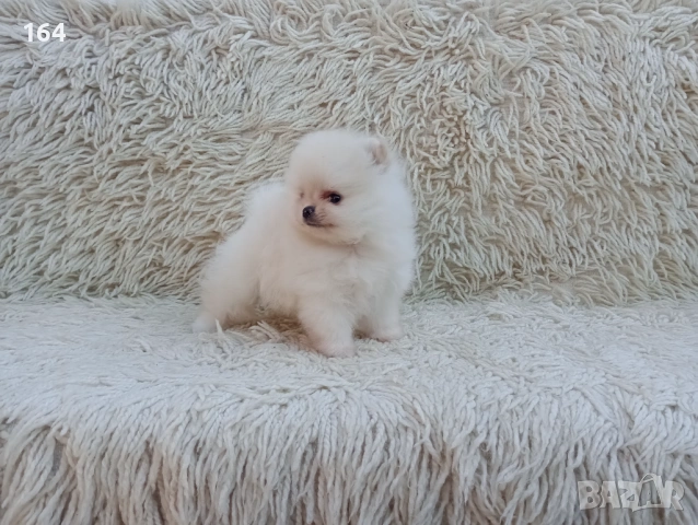 Мъжки Померан. Реални снимки от 06.04.26 г. , снимка 2 - Померан - 54106318