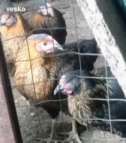 Ярки пред пронасяне Супер Харко