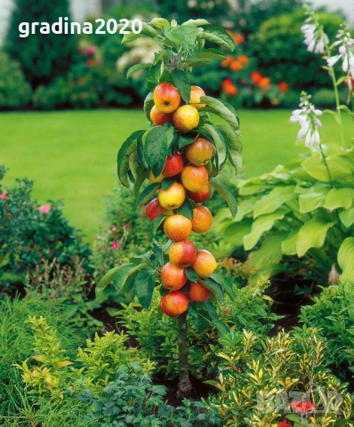 МИНИ Плодни дръвчета-Перфектни за малка градина или вътрешен двор / тераса., снимка 3 - Градински цветя и растения - 27247024