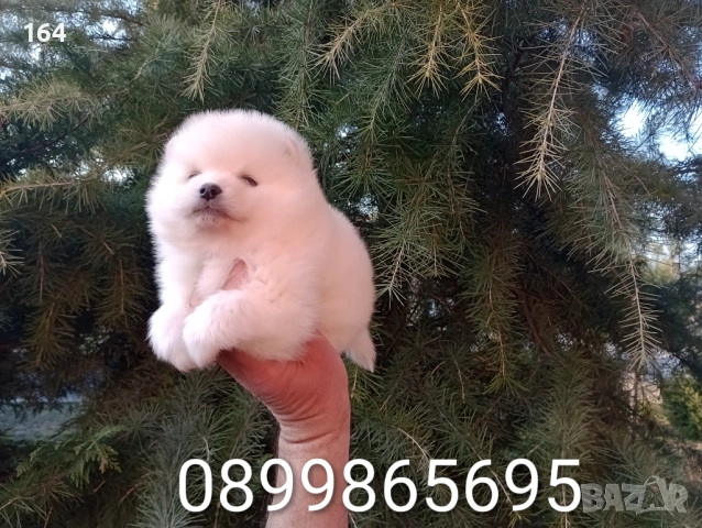 Бели и кремави Шпицлета. , снимка 4 - Померан - 53885368