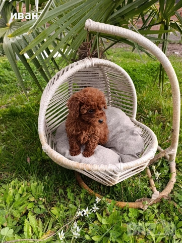 пудел , снимка 2 - Пудели - 54066779