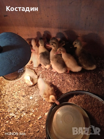 Пекински патета и гъсета , снимка 4 - Патици и гъски - 53882931