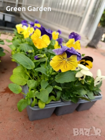 Теменужка Едроцветна, снимка 2 - Разсади - 52828092