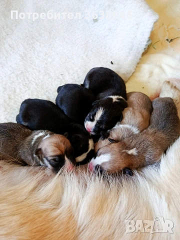 Уелско корги пембрук, снимка 3 - Други - 53725968