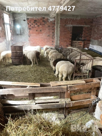 Агнета, снимка 3 - За селскостопански - 53997474