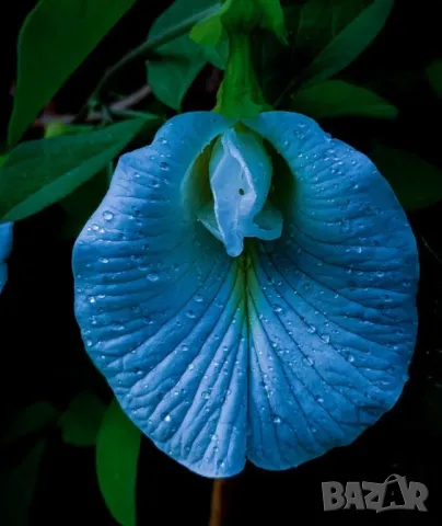 Насипен Пеперуден Чай На Прах за Очите и Нервната Система Син Чай ClitoriaTernatea Butterfly Pea Tea, снимка 6 - Домашни напитки - 47038989