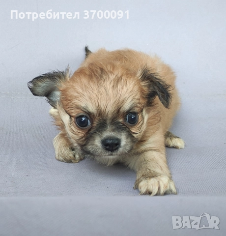 чихуахуа , снимка 1