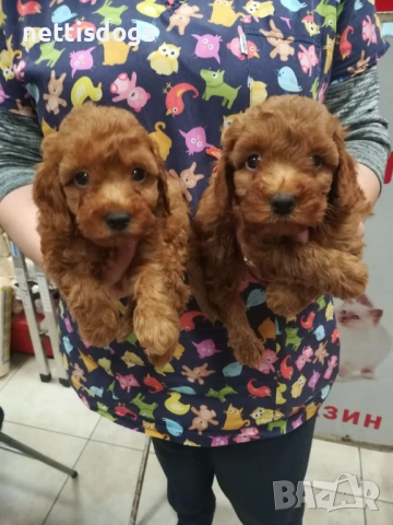 Сладък Той Пудел, снимка 2 - Пудели - 51136530