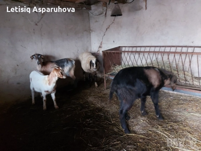 Продавам една овца, една коза, един пръч. Редовни, снимка 5 - Кози - 52674280