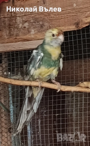 Пенанти,розели и пойни, снимка 4 - Папагали - 53256284