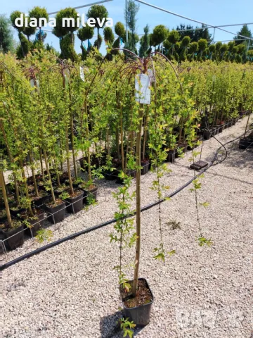 Плачеща върба, Salix Integra Pendula, снимка 4 - Градински цветя и растения - 50247216