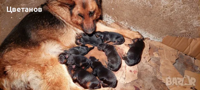 Чистокръвни немски овчарки, снимка 2 - Немска овчарка - 49585094