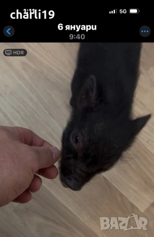 Мини виетнамско прасенце