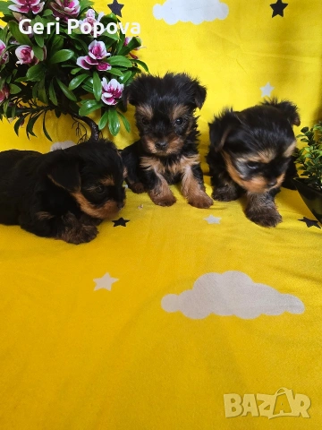 мини йоркширски териер, снимка 5 - Йоркширски териер - 53960498