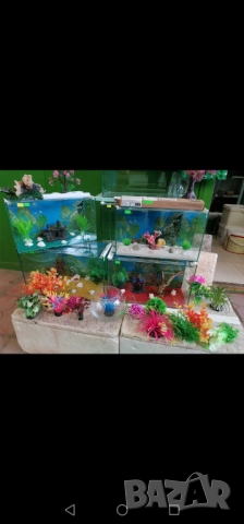 Продавам водни растения за аквариум, снимка 14 - Аквариуми - 52682599