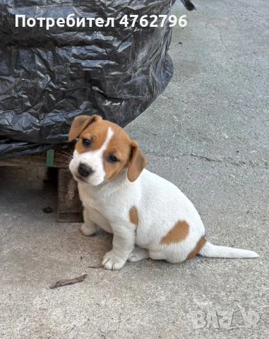 Чистокръвен Джак Ръсел, снимка 5 - Джак ръсел териер - 53807929