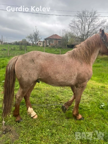 Прегатен Кон, снимка 3 - Коне - 54271866