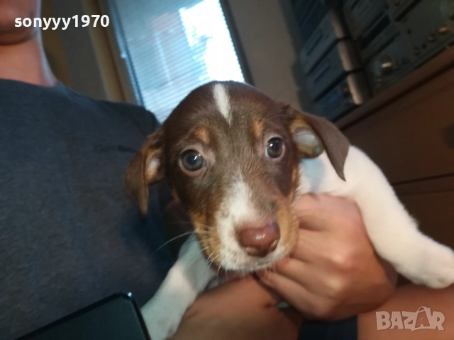 МОМИЧЕНЦЕ-ДЖАК РЪСЕЛ НА 40 ДЕНА 2809252012, снимка 2 - Джак ръсел териер - 51870591