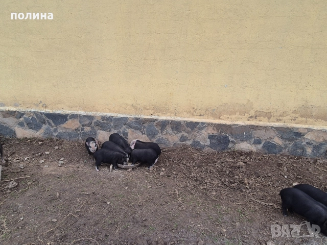 Виетнамски прасенца на 2 месеца , мъжки и женски, снимка 3 - Прасета - 52287392