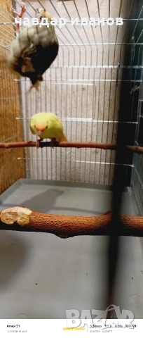 мъжки какарики кремино , снимка 2 - Папагали - 52642688