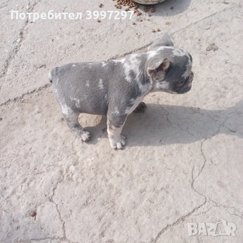   Мъжко Мерле вече с поставена първа ваксина и обезпаразитено, снимка 2 - Френски булдог - 53922515