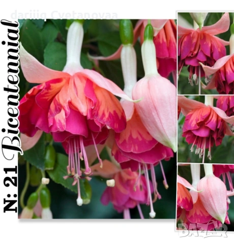 Фуксия за Градинска3.85€ и Каскадна 2.90€, снимка 11 - Градински цветя и растения - 54220196