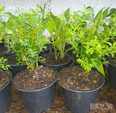 Чимшир в саксия ф13 , снимка 6 - Градински цветя и растения - 54265744