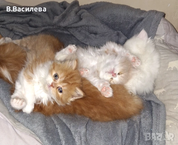 Персийски котета, снимка 8 - Персийска - 53958055