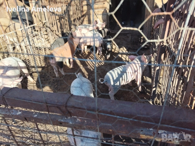 прасенца, снимка 3 - Прасета - 52925868