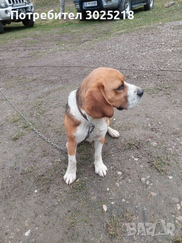 куче за разплод, снимка 3 - Бигъл - 47989841