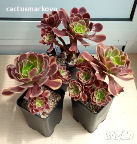 Aeonium 'Superbang', снимка 1 - Стайни растения - 46682640