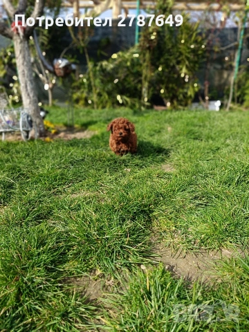 Той пудел момиче, снимка 2 - Пудели - 53988728