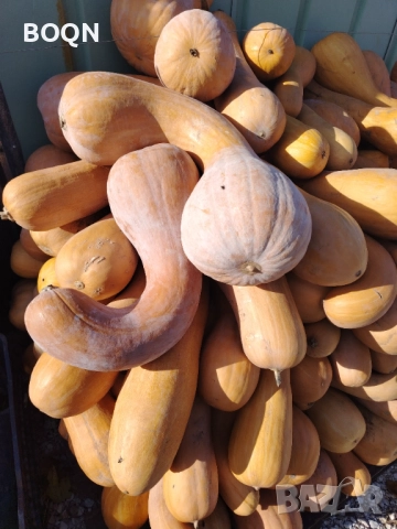 Тикви цигулка 