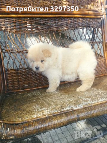 Продавам женско кученце Чау-чау, снимка 1