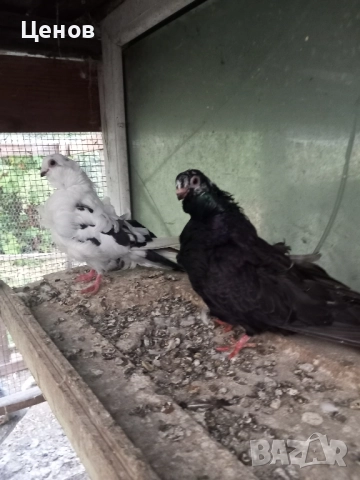 Продавам китайски чайки, снимка 5 - Гълъби - 47866473