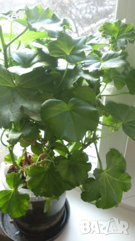 Продавам разсад - висящи мушката; микс цветове, снимка 6 - Стайни растения - 52958131