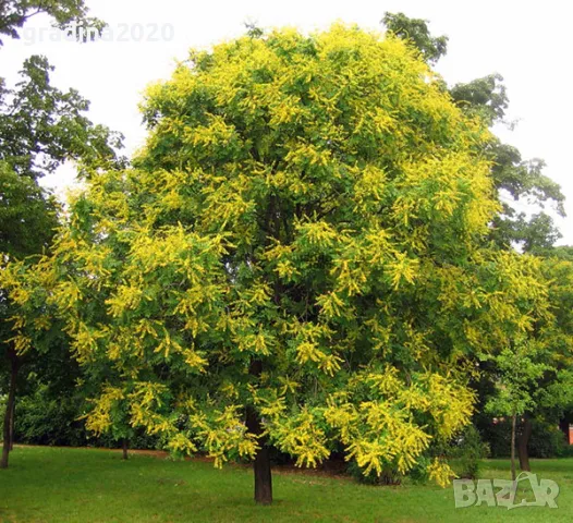 Китайски Мехурник -Koelreuteria “Paniculata”, снимка 5 - Разсади - 49936511