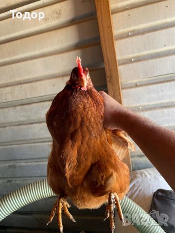 Пилета , Ярки (кокошки носачки), снимка 3 - други­ - 46135052